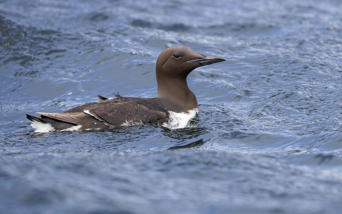 Common Murre - ML625936261
