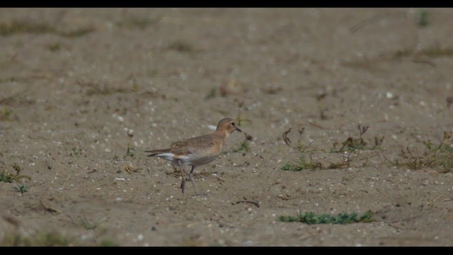 Mountain Plover - ML625936284