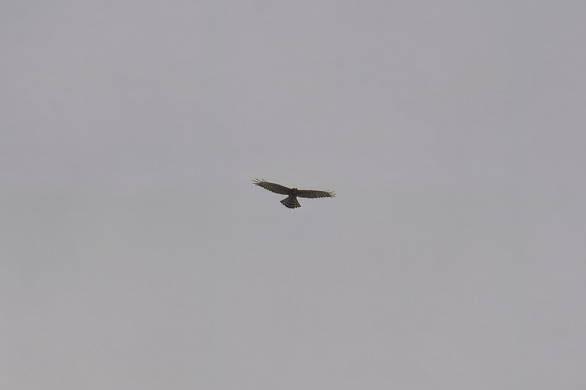 Gray-faced Buzzard - ML625936520