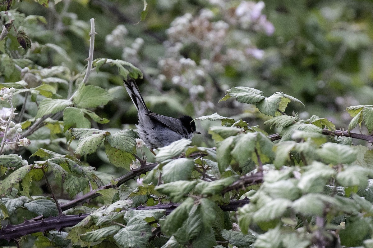 Sardinian Warbler - ML625936588