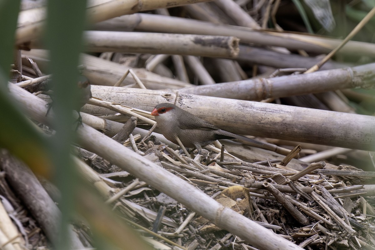 Common Waxbill - ML625936596