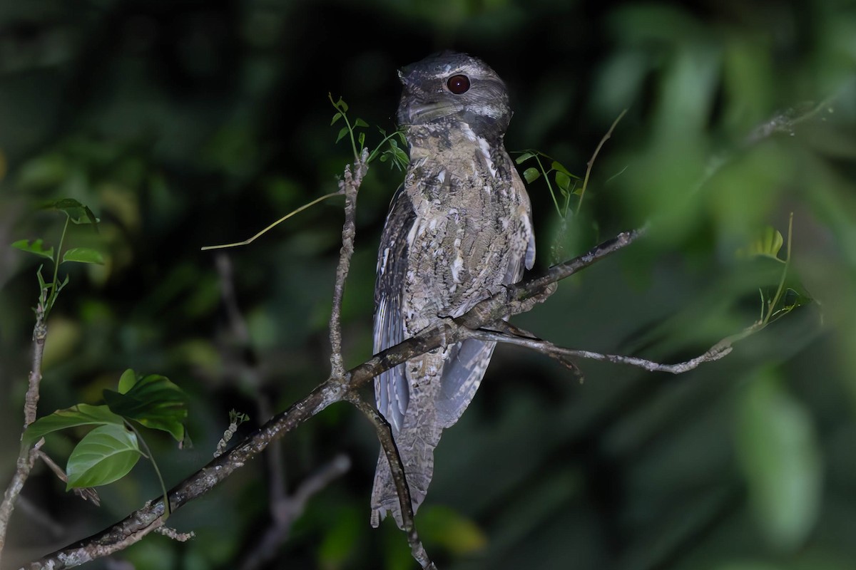 Marbled Frogmouth - ML625936598