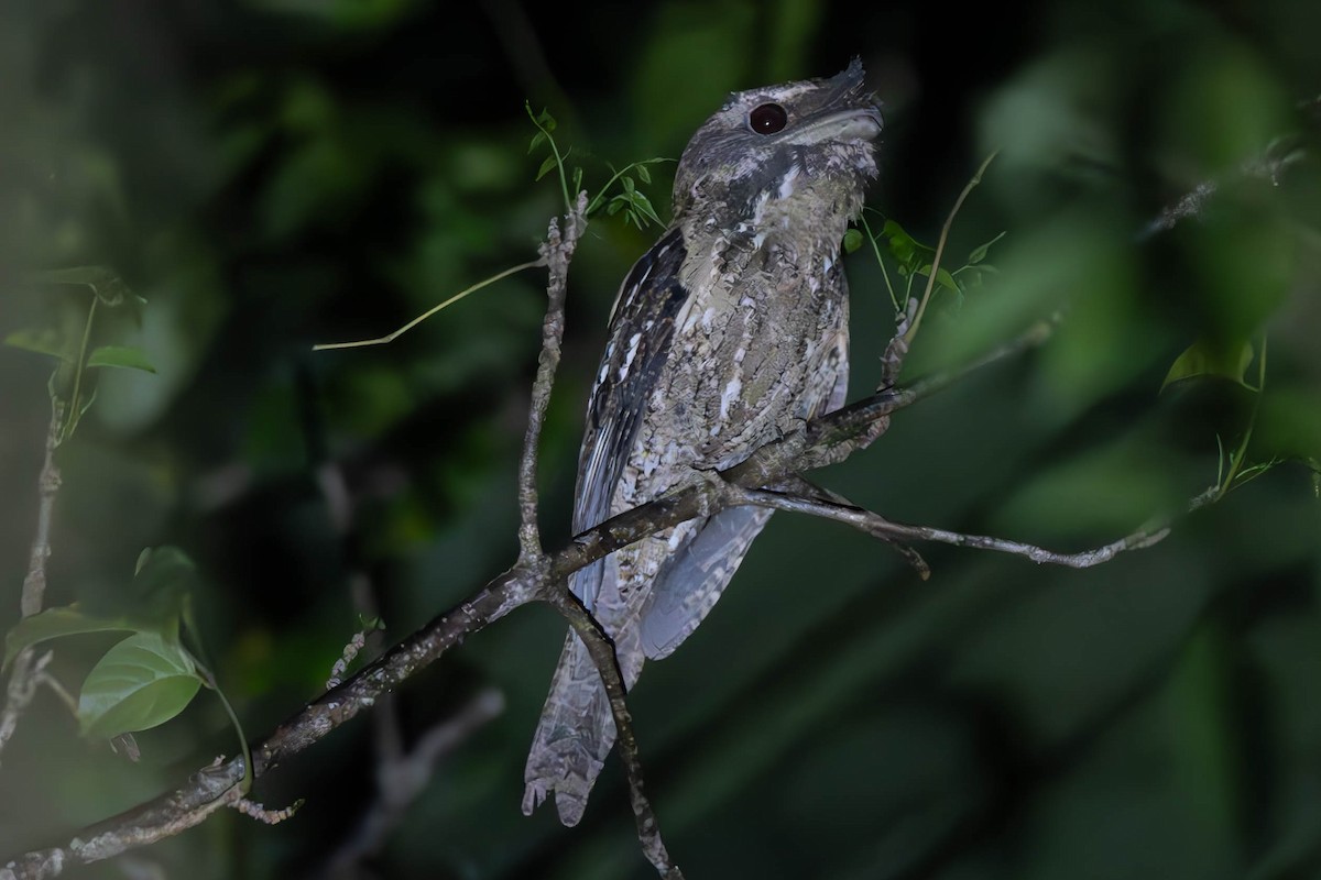 Marbled Frogmouth - ML625936599