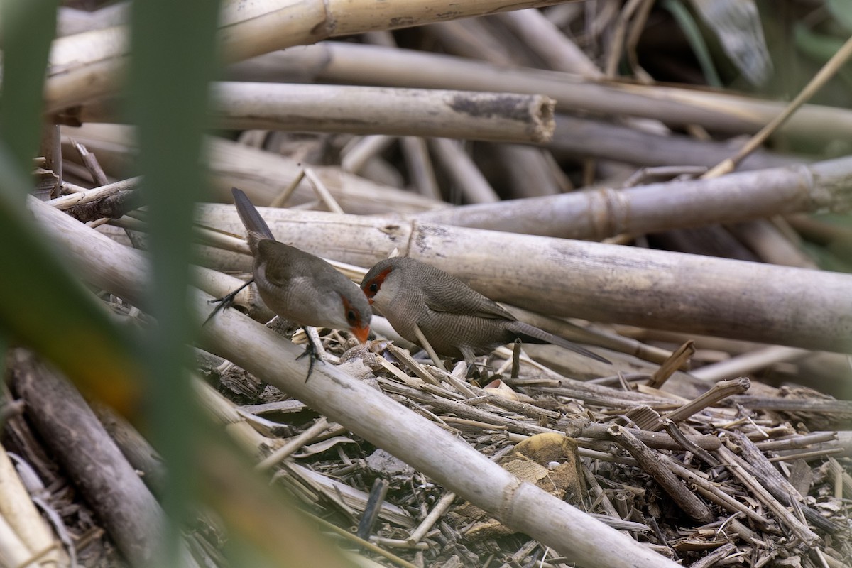 Common Waxbill - ML625936600
