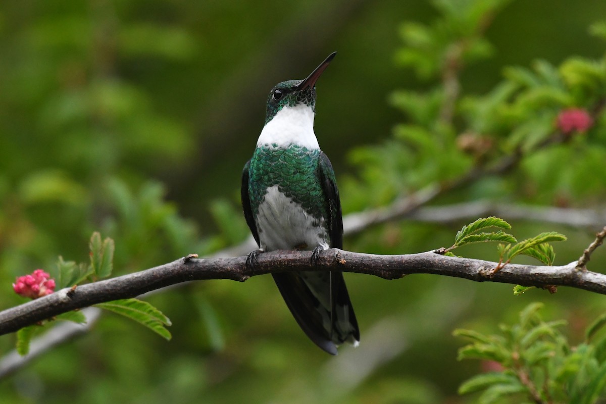 White-throated Hummingbird - ML625936723