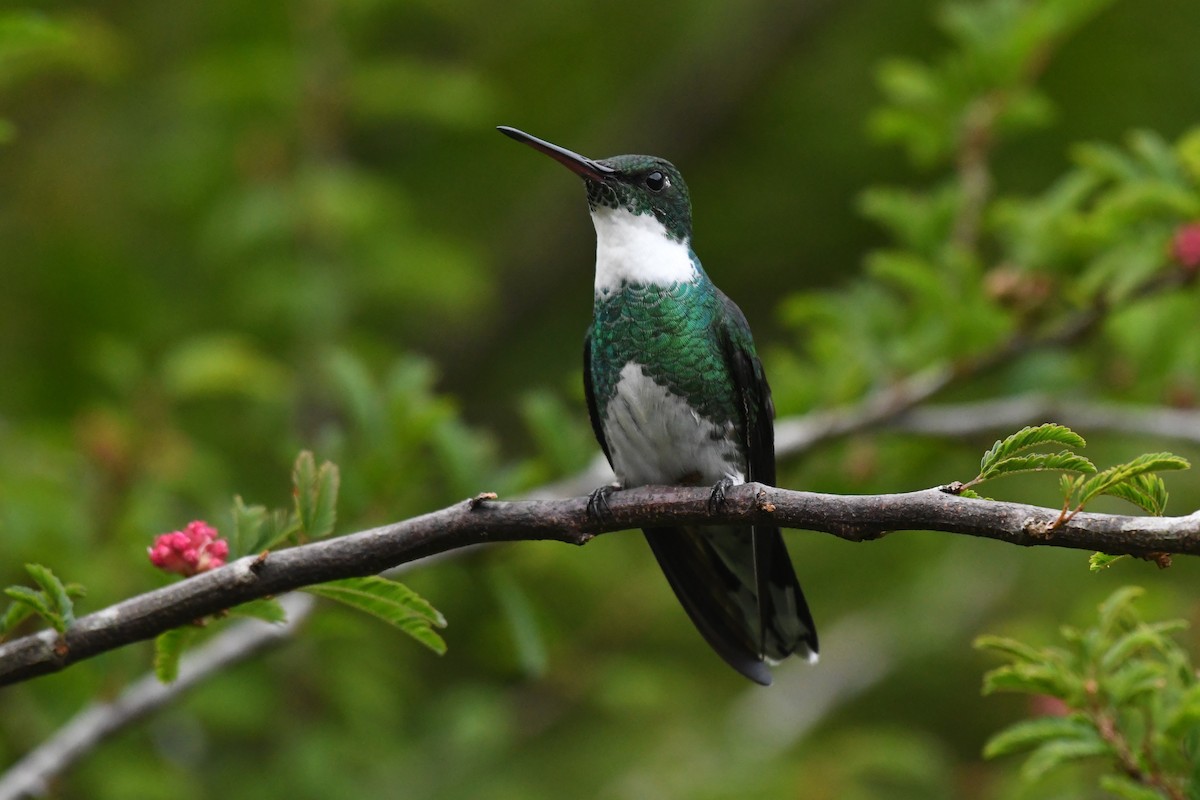 White-throated Hummingbird - ML625936724