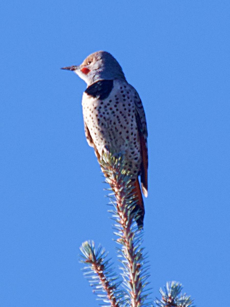 Northern Flicker - ML625936935