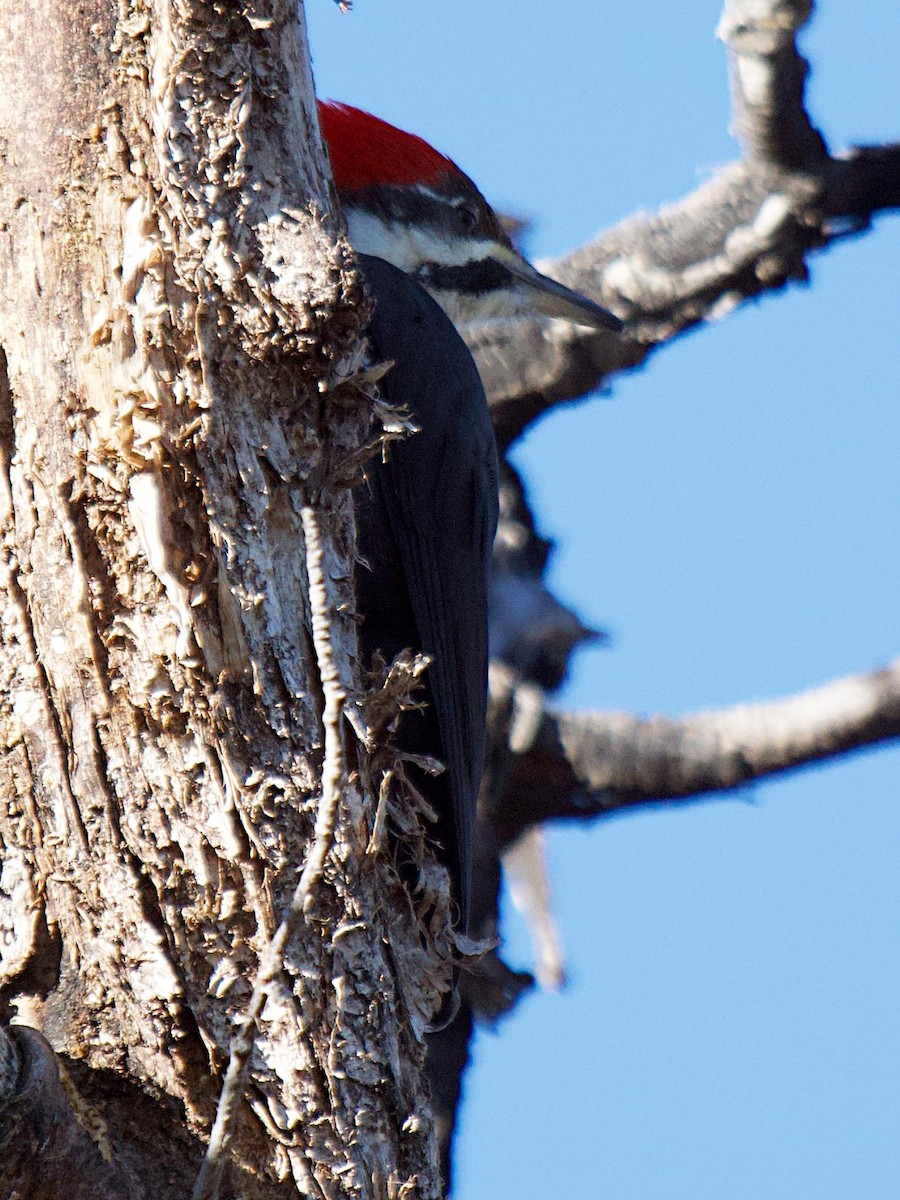 Pileated Woodpecker - ML625936950