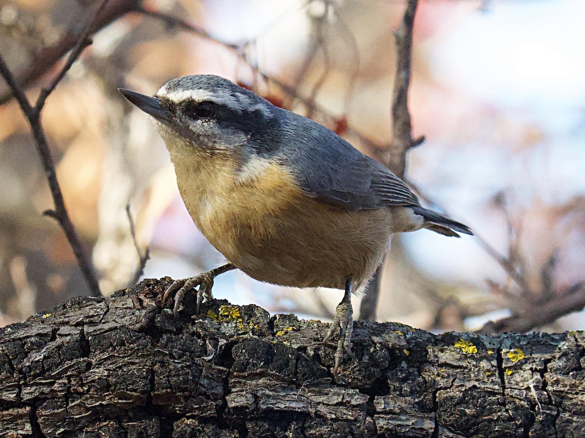 Red-breasted Nuthatch - ML625936962