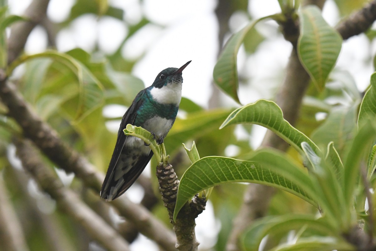 White-throated Hummingbird - ML625936973