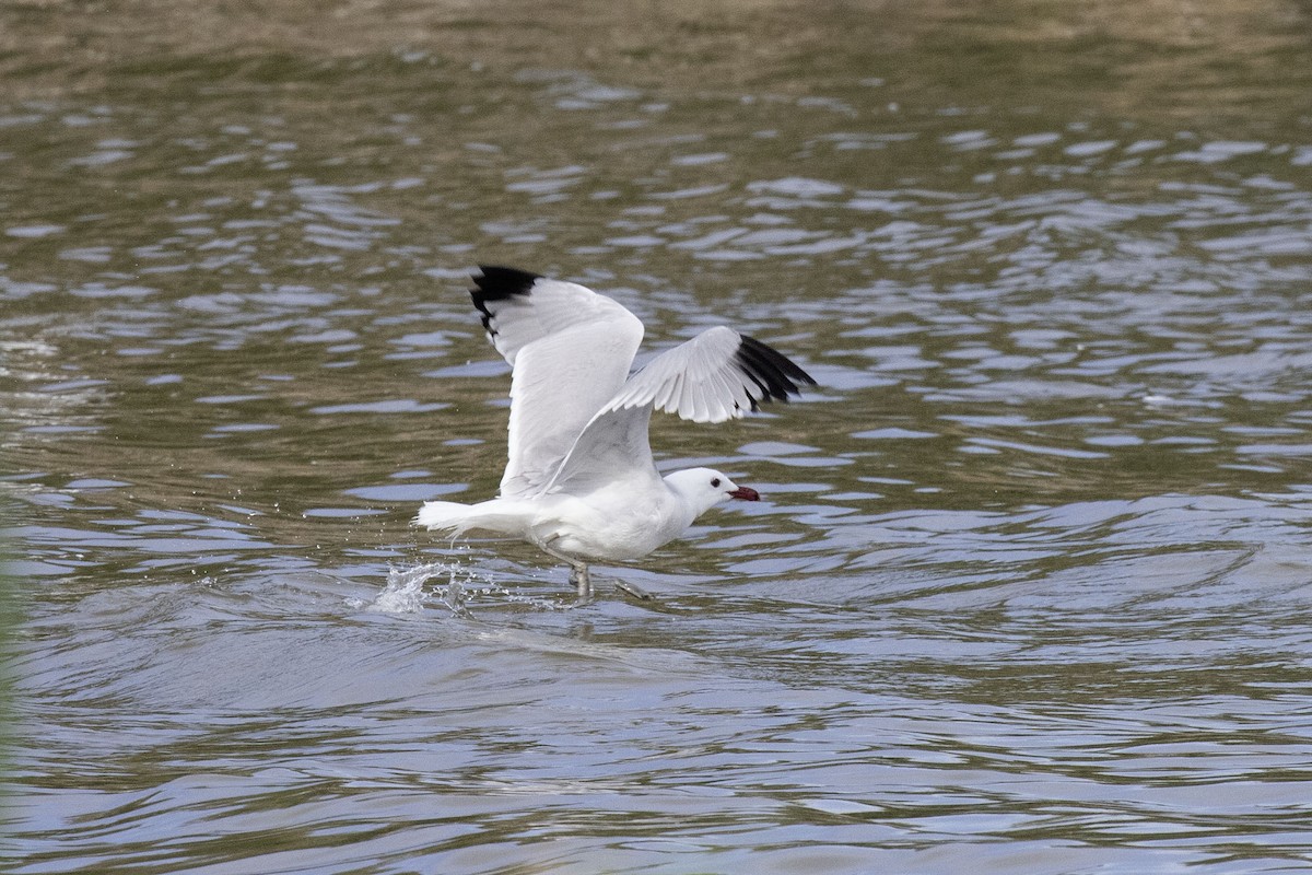 Audouin's Gull - ML625937245