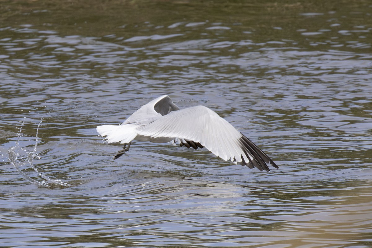 Audouin's Gull - ML625937253