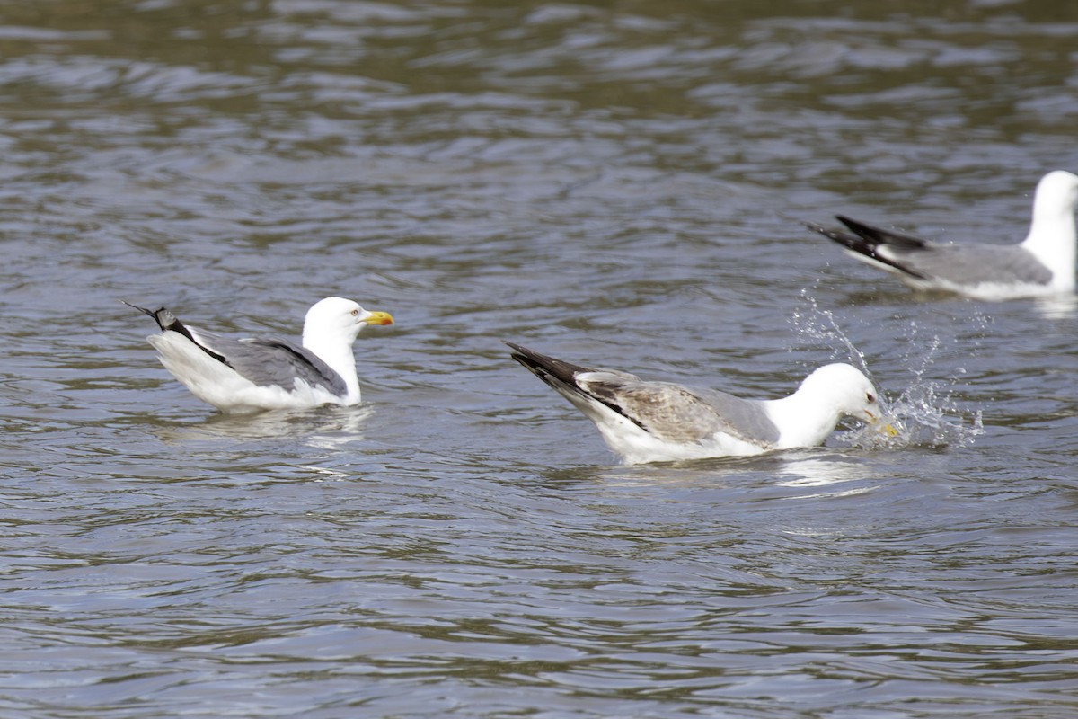 Yellow-legged Gull - ML625937358