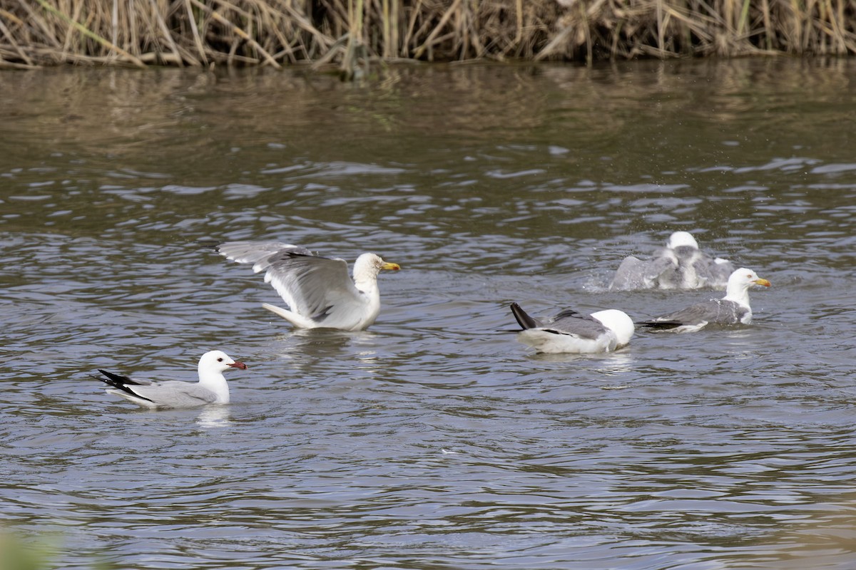 Yellow-legged Gull - ML625937362