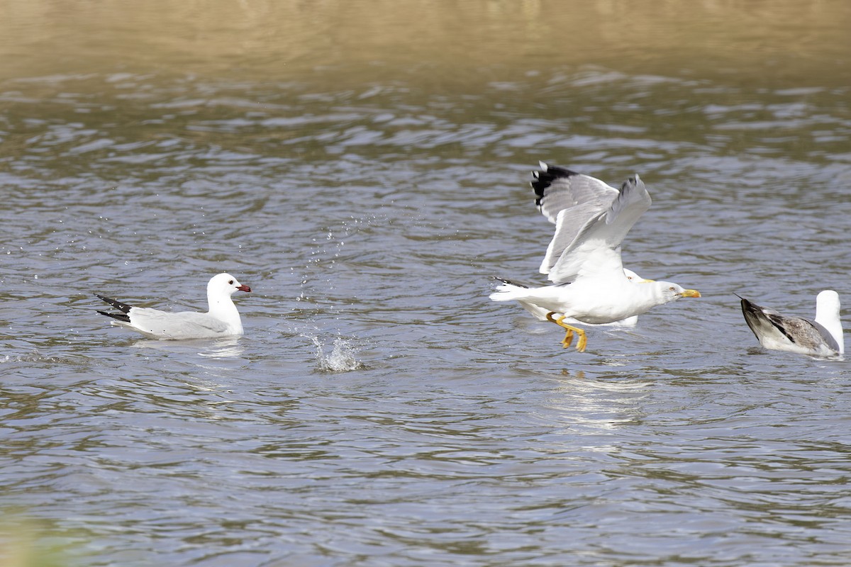Yellow-legged Gull - ML625937368
