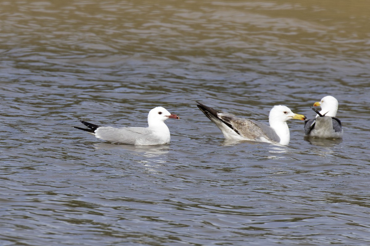 Yellow-legged Gull - ML625937369