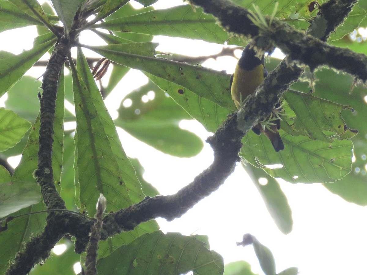 Fulvous-vented Euphonia - ML625937584