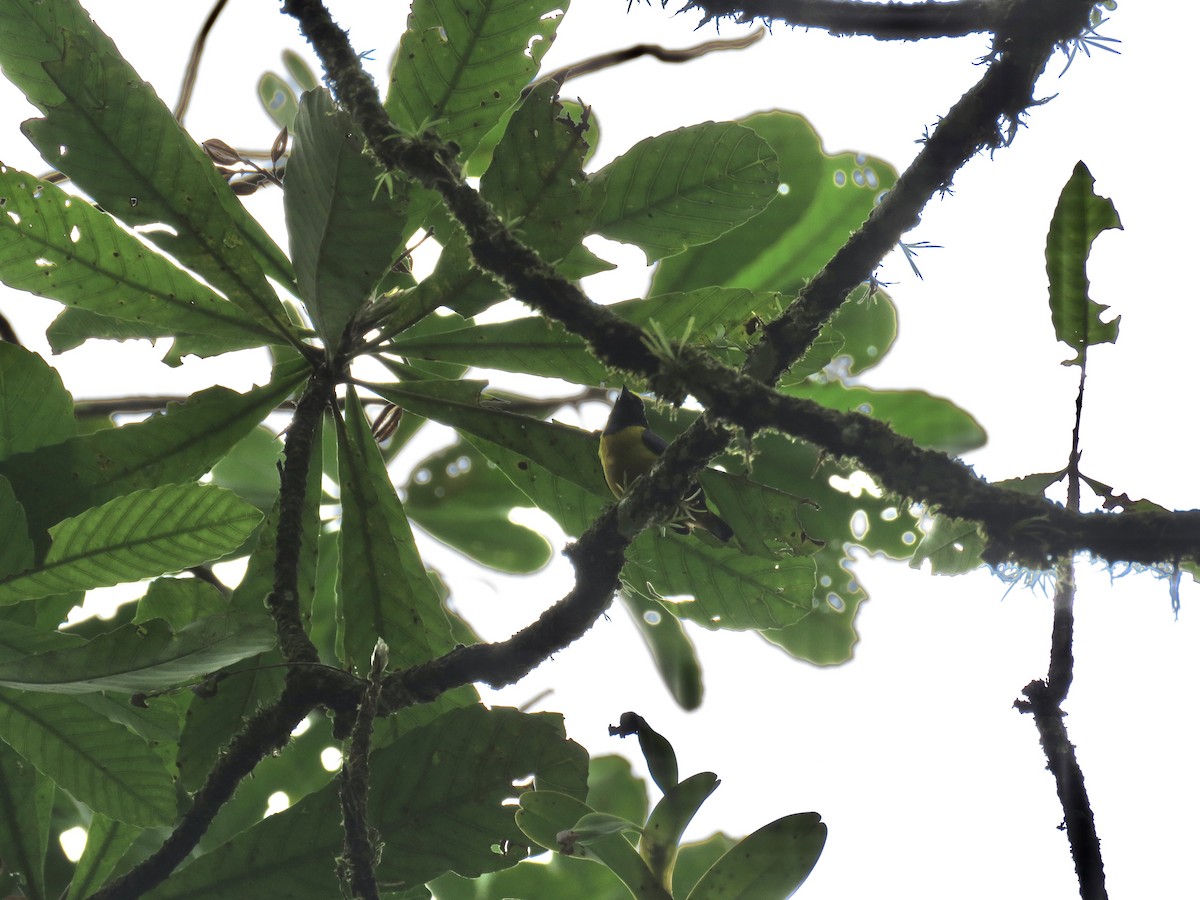 Fulvous-vented Euphonia - ML625937585