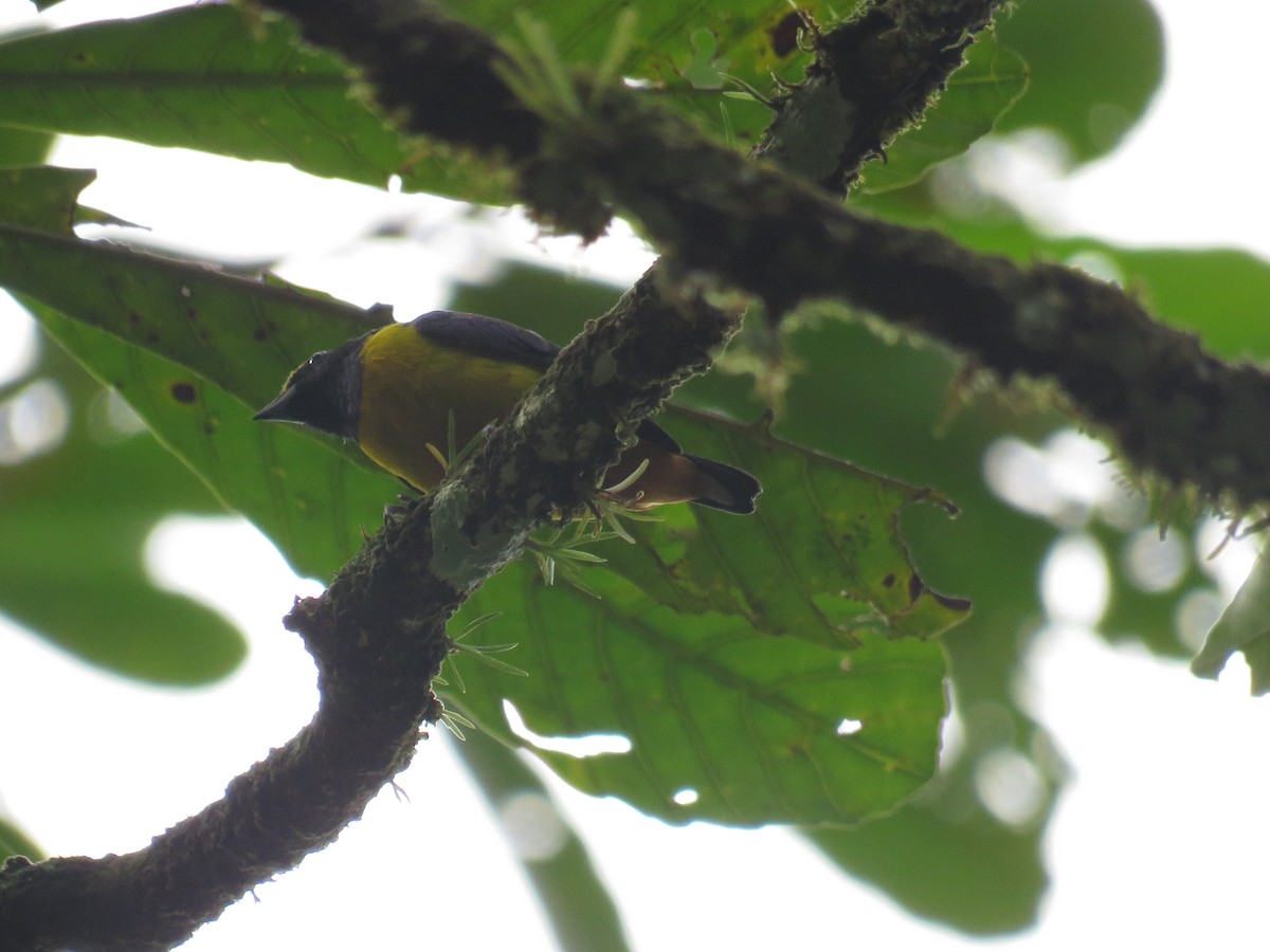 Fulvous-vented Euphonia - ML625937586