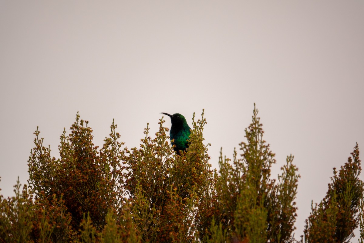 Red-tufted Sunbird - ML625937589