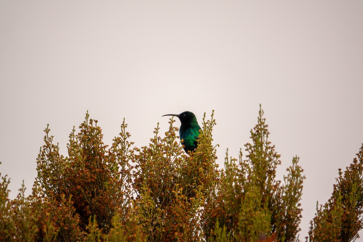 Red-tufted Sunbird - ML625937590