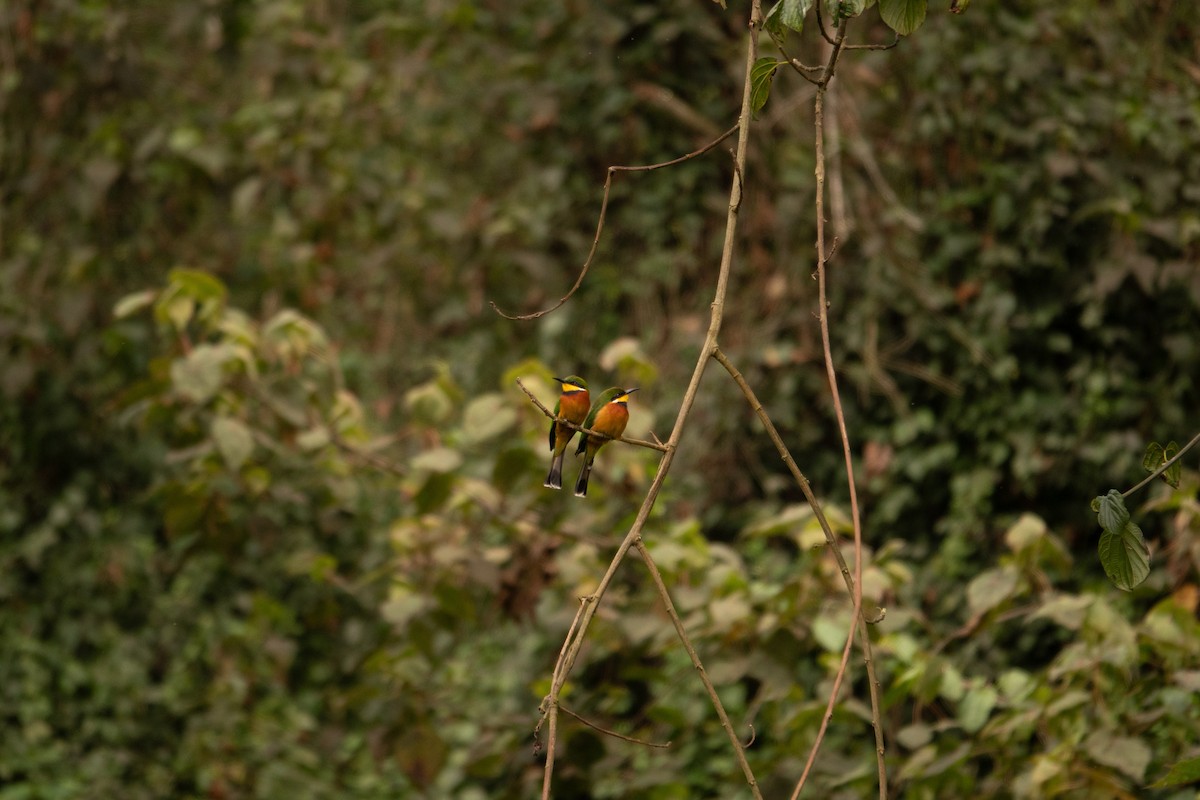 Cinnamon-chested Bee-eater - ML625937671