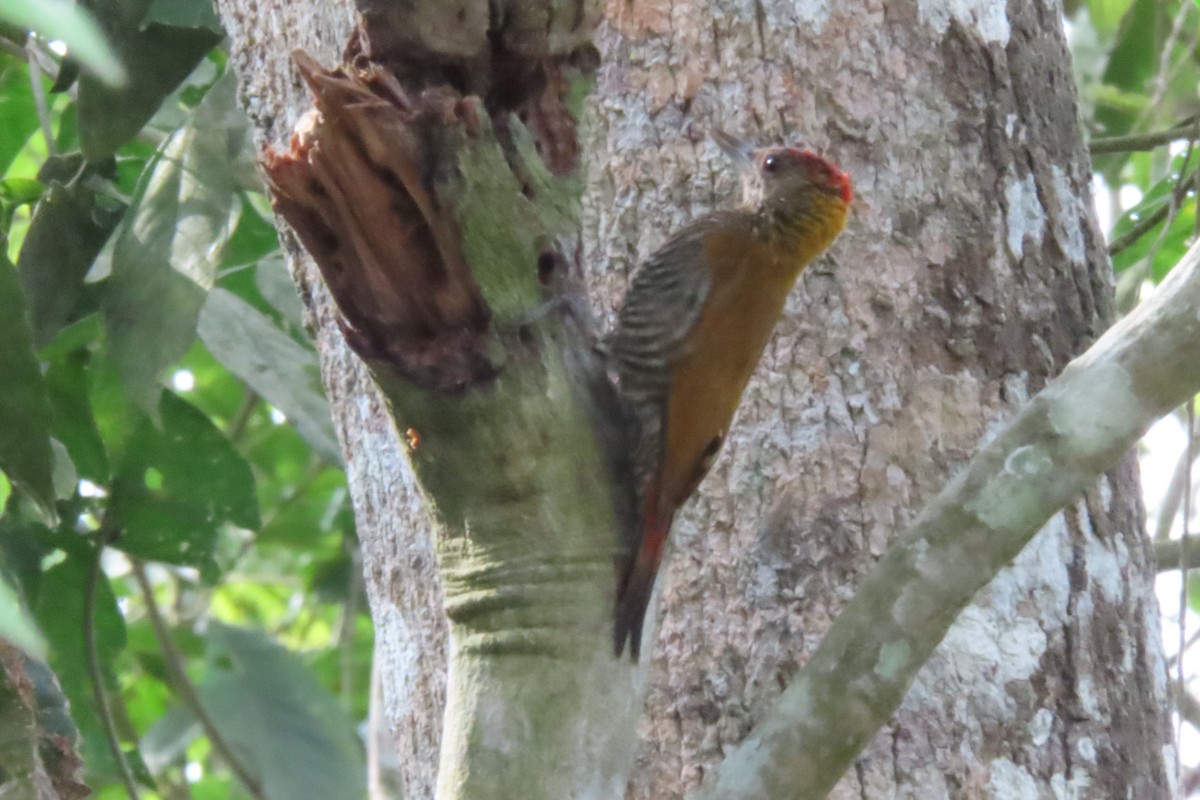 Red-rumped Woodpecker - ML625937710