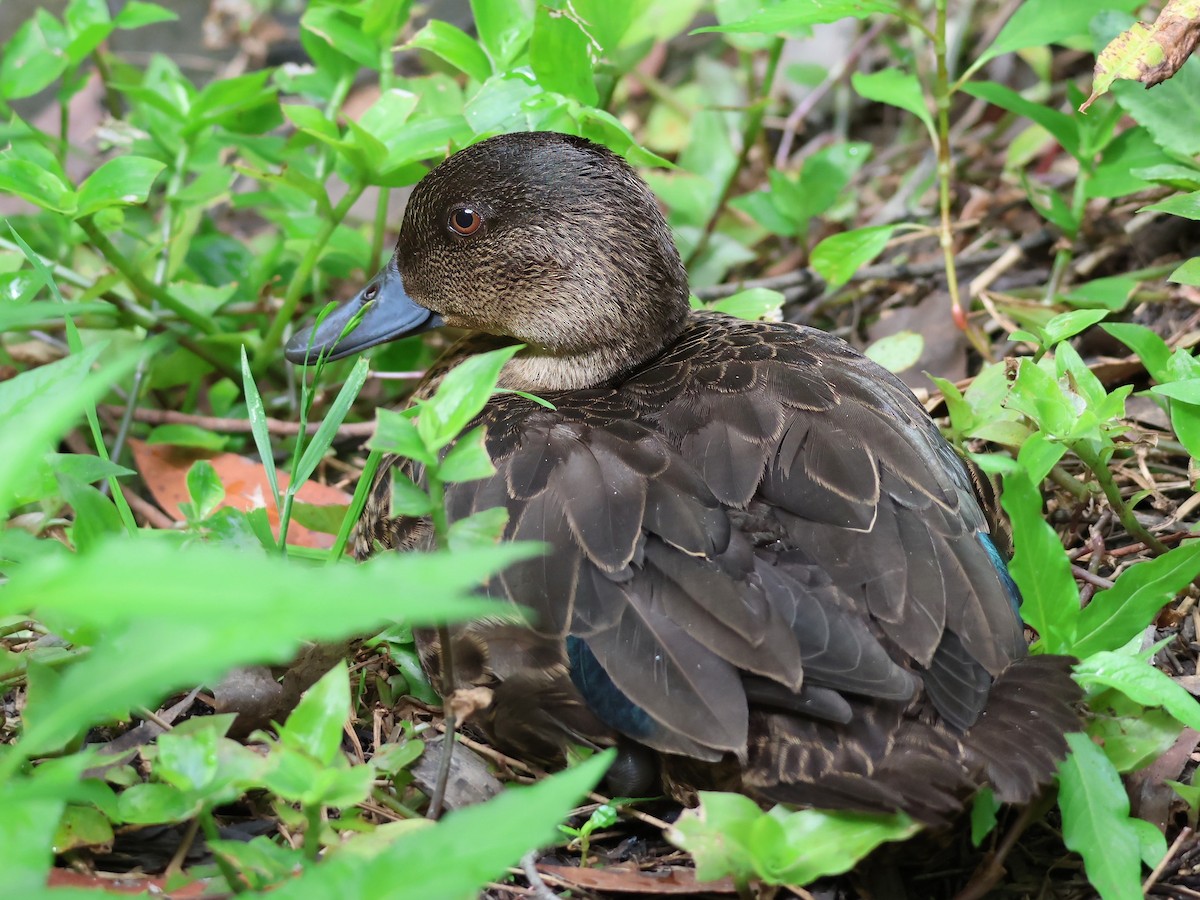 Chestnut Teal - ML625937812