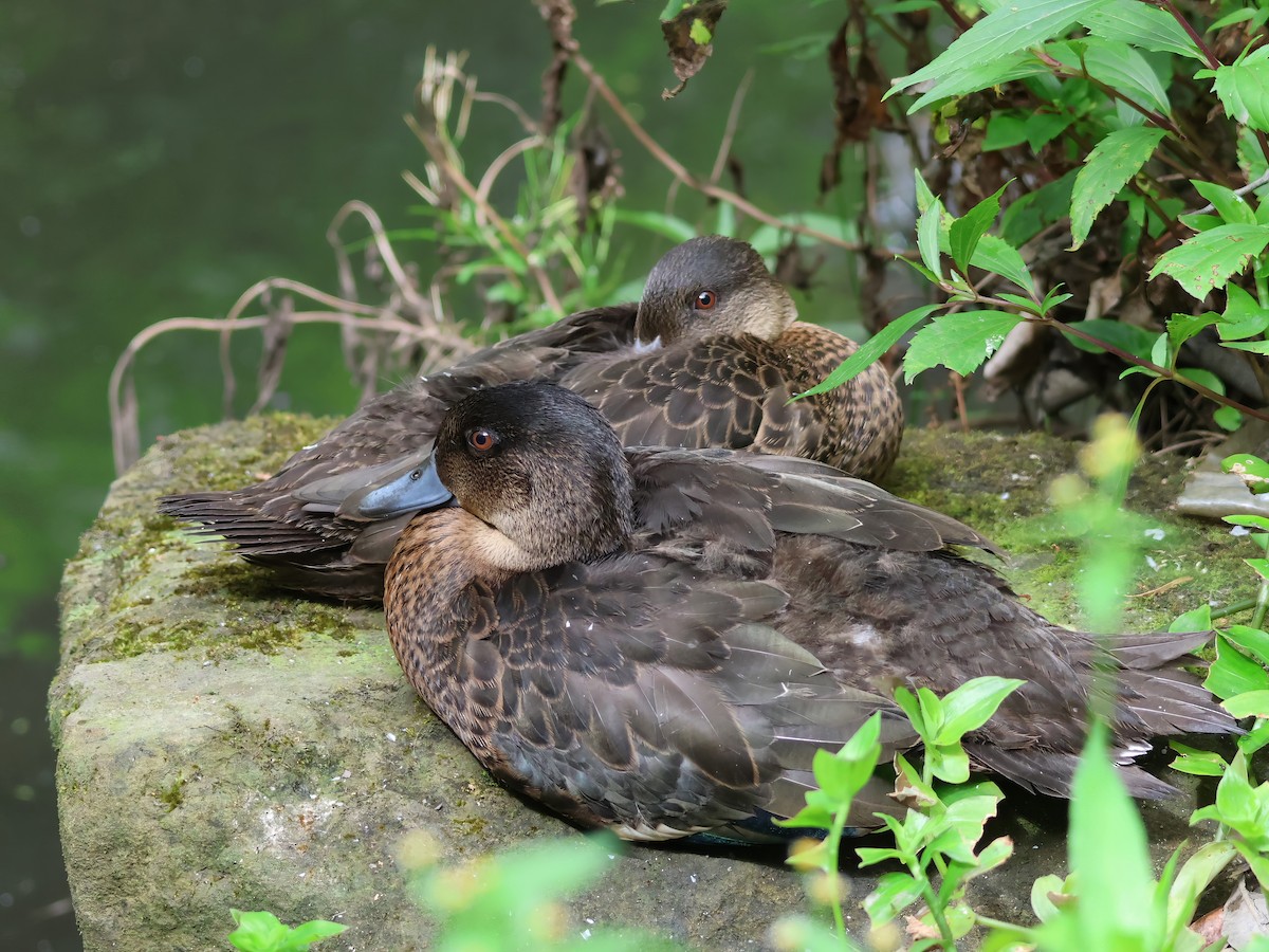 Chestnut Teal - ML625937815