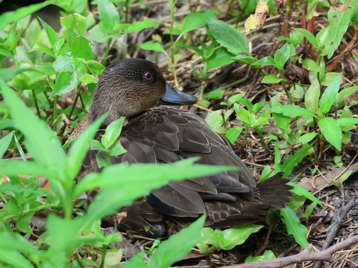 Chestnut Teal - ML625937816