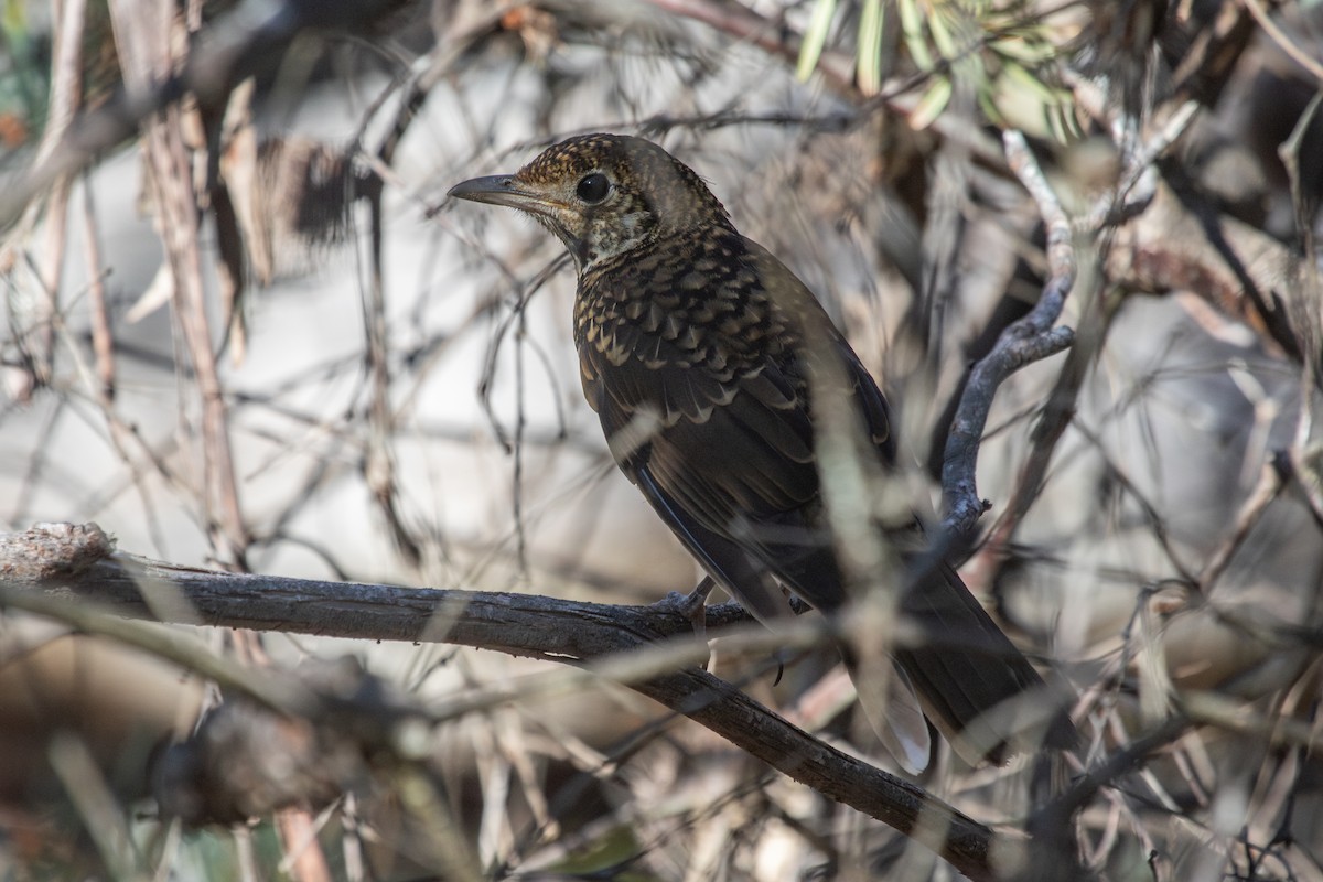 Bassian Thrush - ML625938007