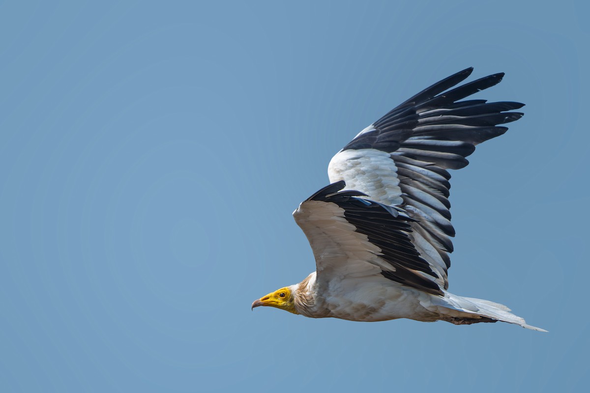 Egyptian Vulture - ML625938086