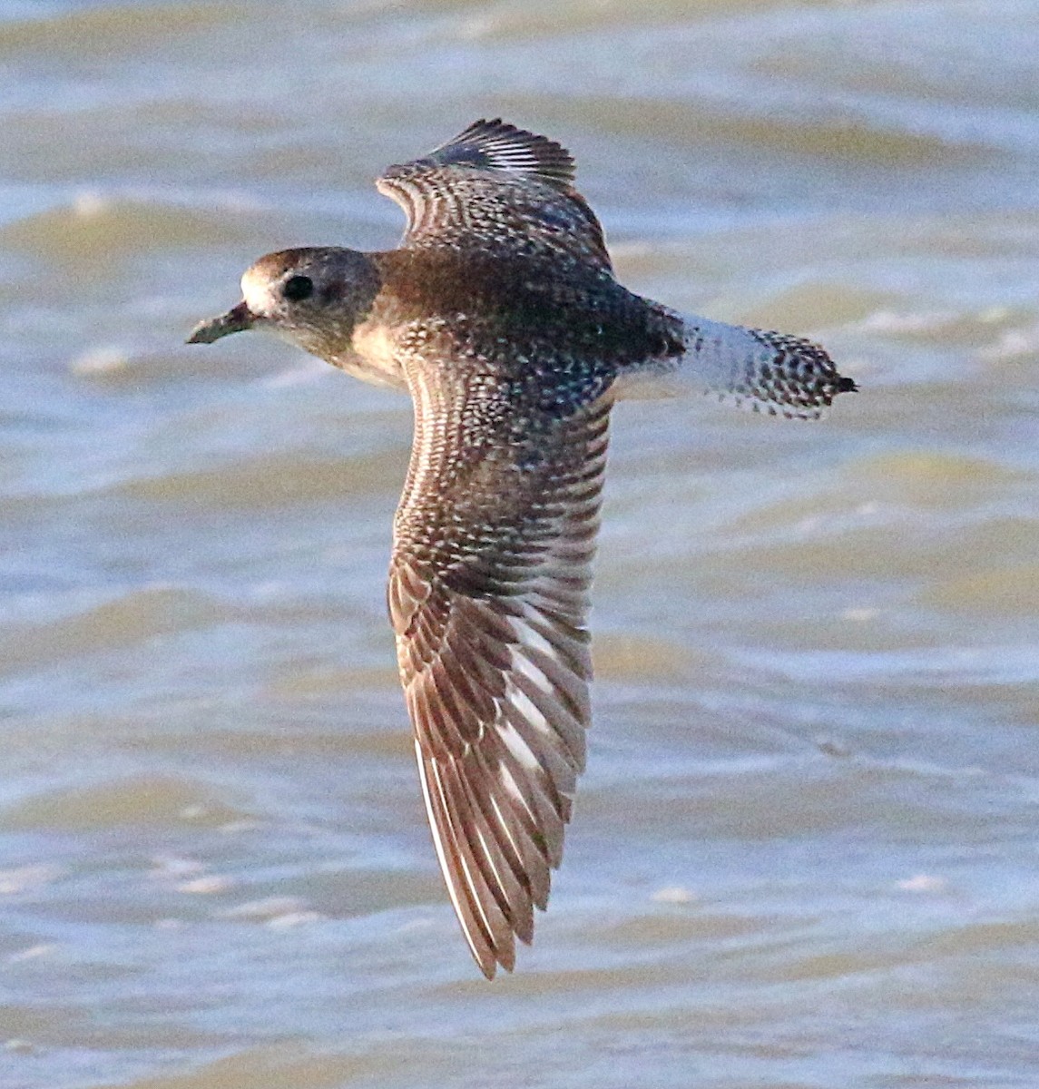 Black-bellied Plover - ML625938125