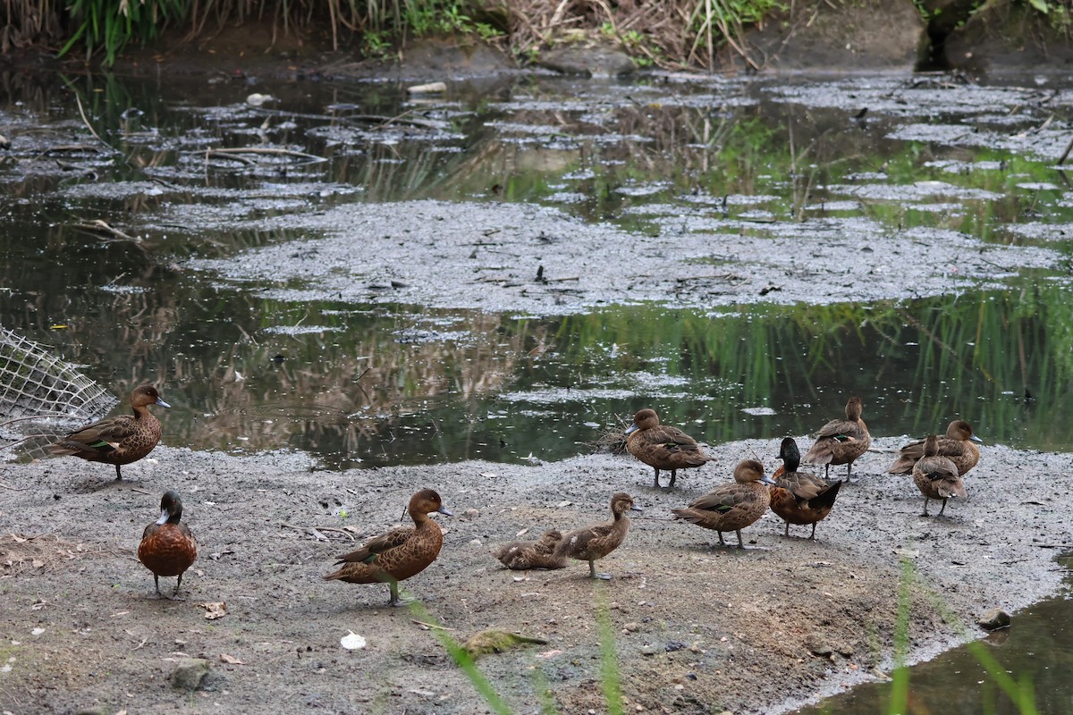 Chestnut Teal - ML625938128