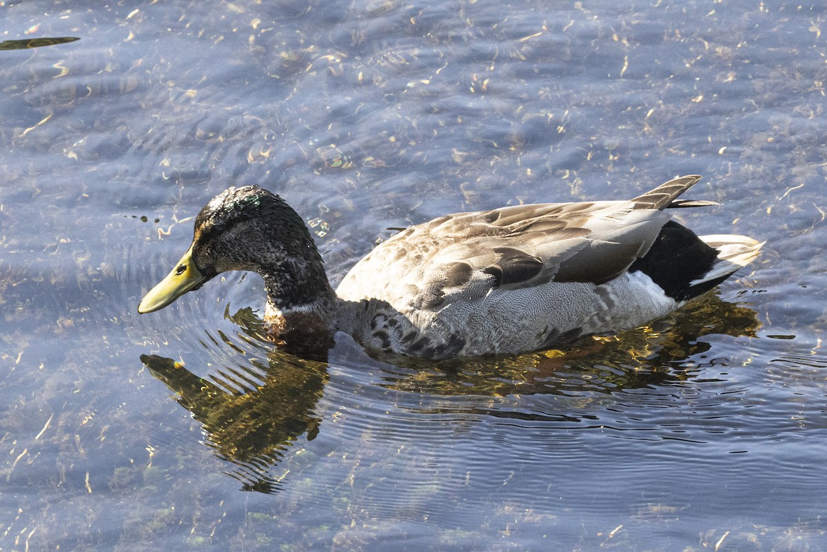 Mallard - ML625938334