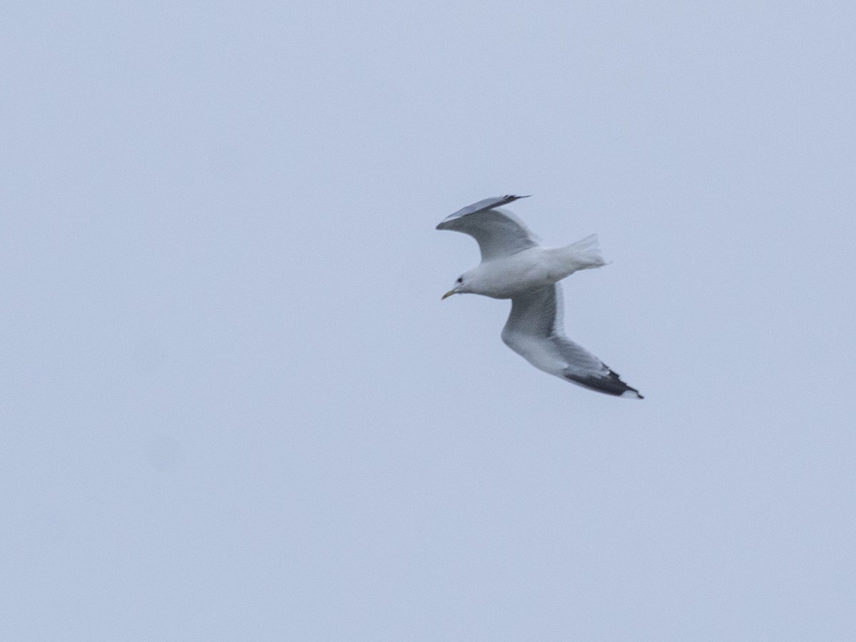 Common Gull (Russian) - ML625938338