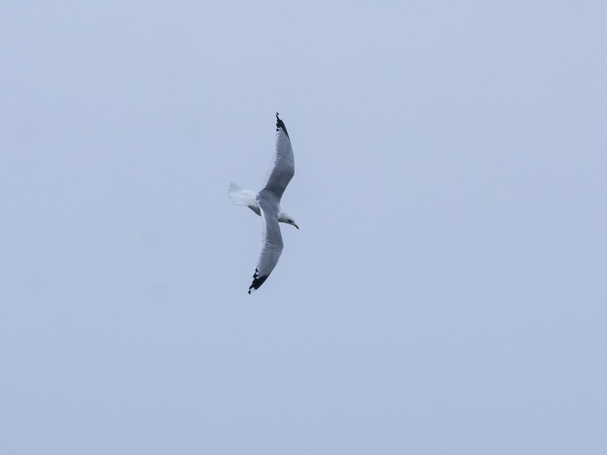 Common Gull (Russian) - ML625938339