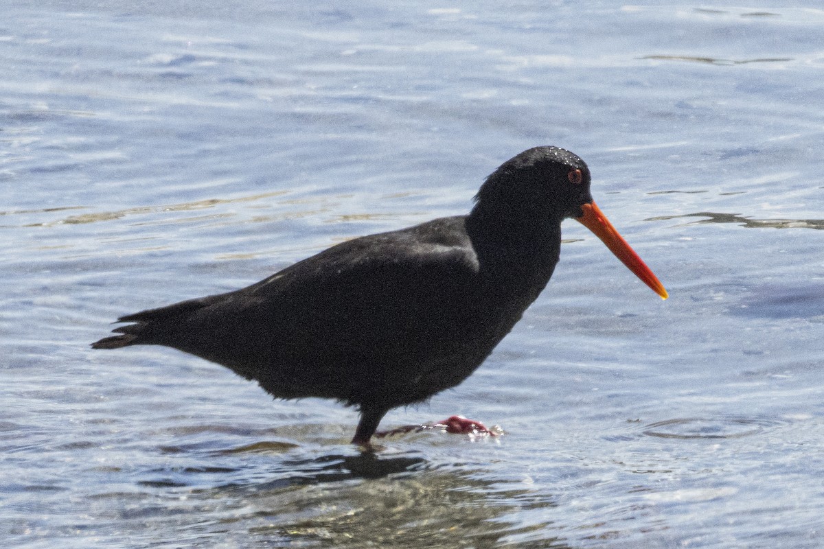 Variable Oystercatcher - ML625938340