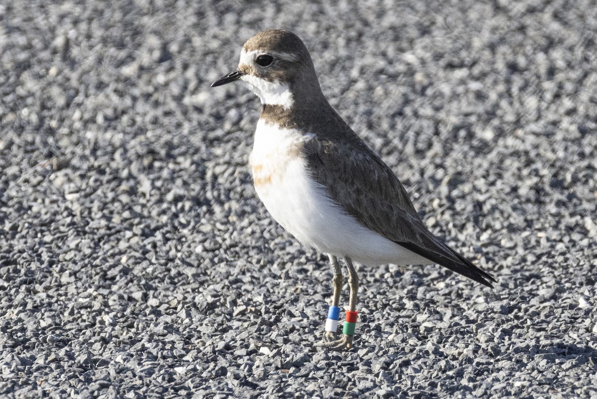 Double-banded Plover - ML625938353
