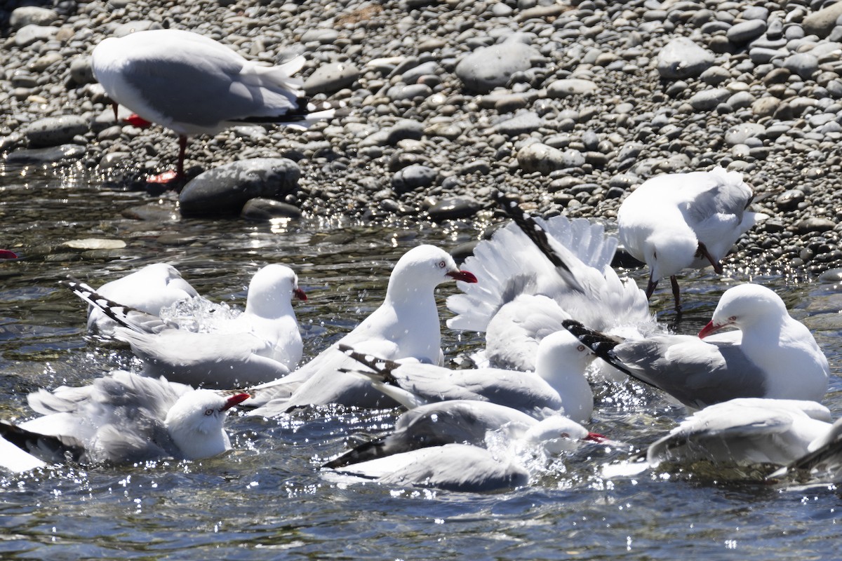 Silver Gull - ML625938356