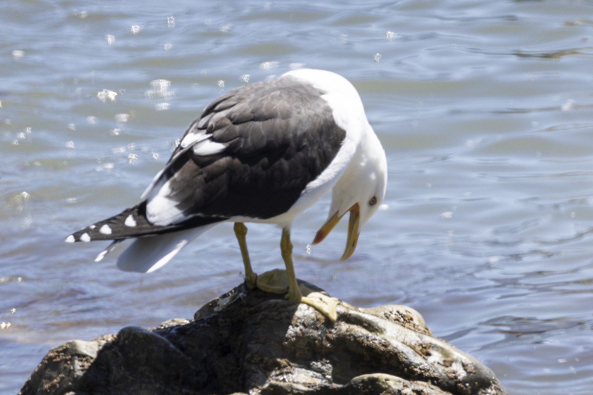 Kelp Gull - ML625938372