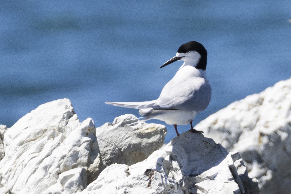 White-fronted Tern - ML625938377