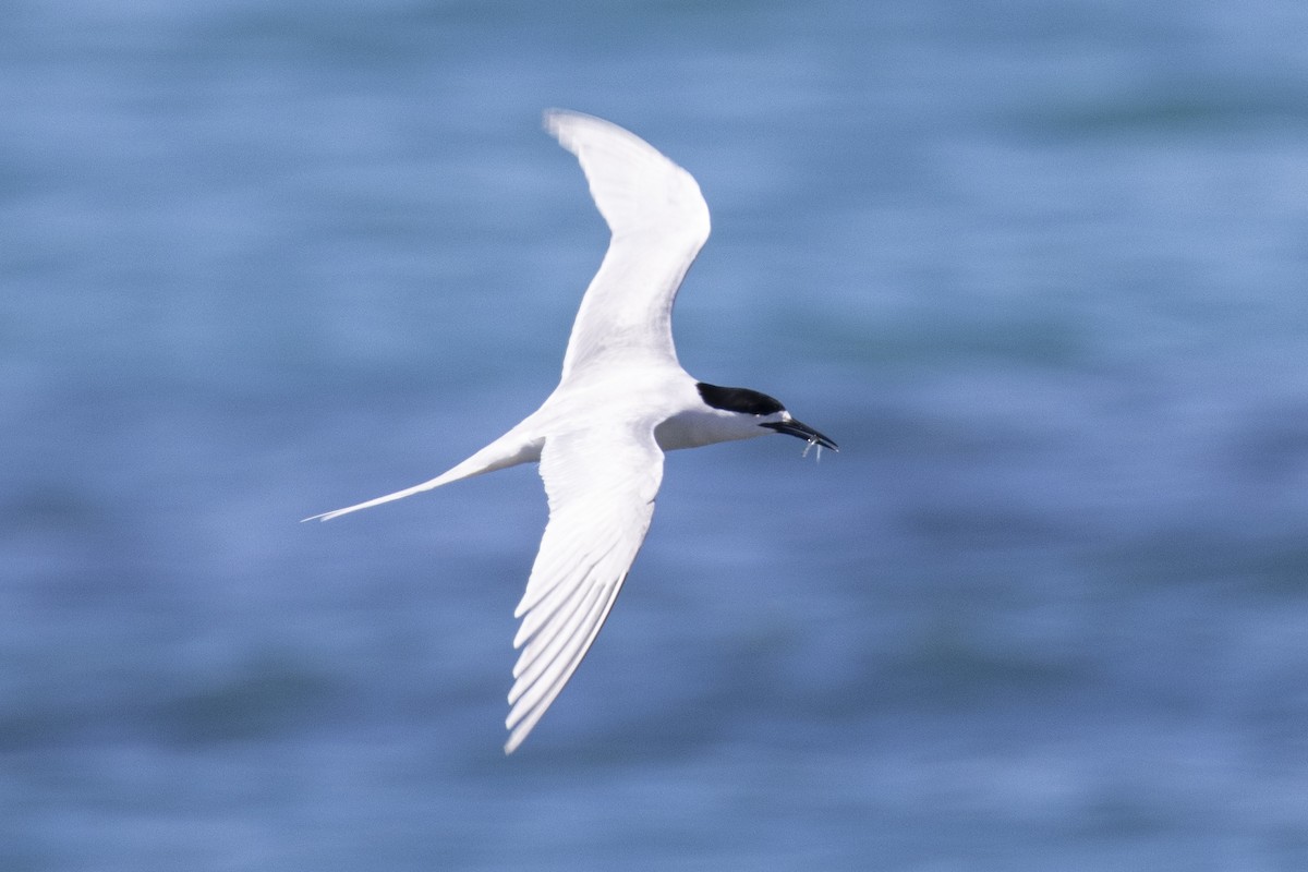 White-fronted Tern - ML625938378