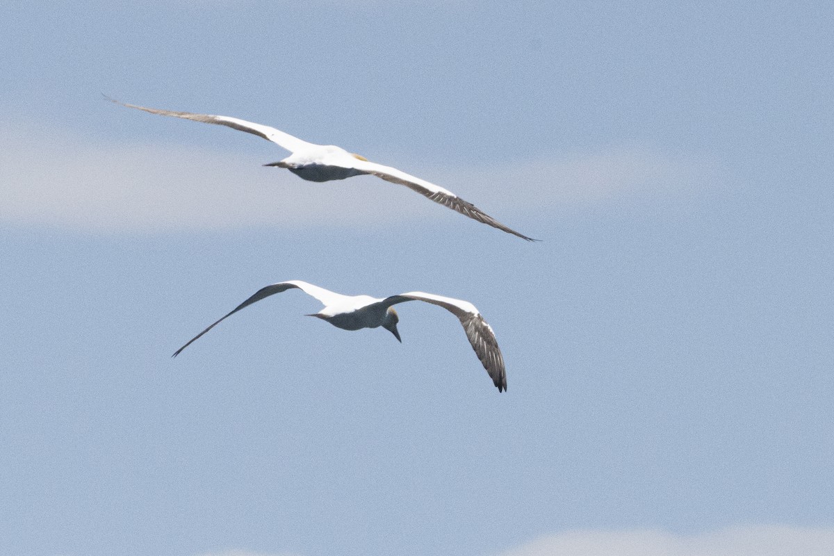 Australasian Gannet - ML625938382