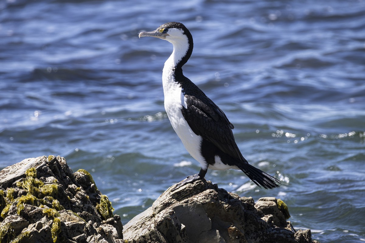Pied Cormorant - ML625938393