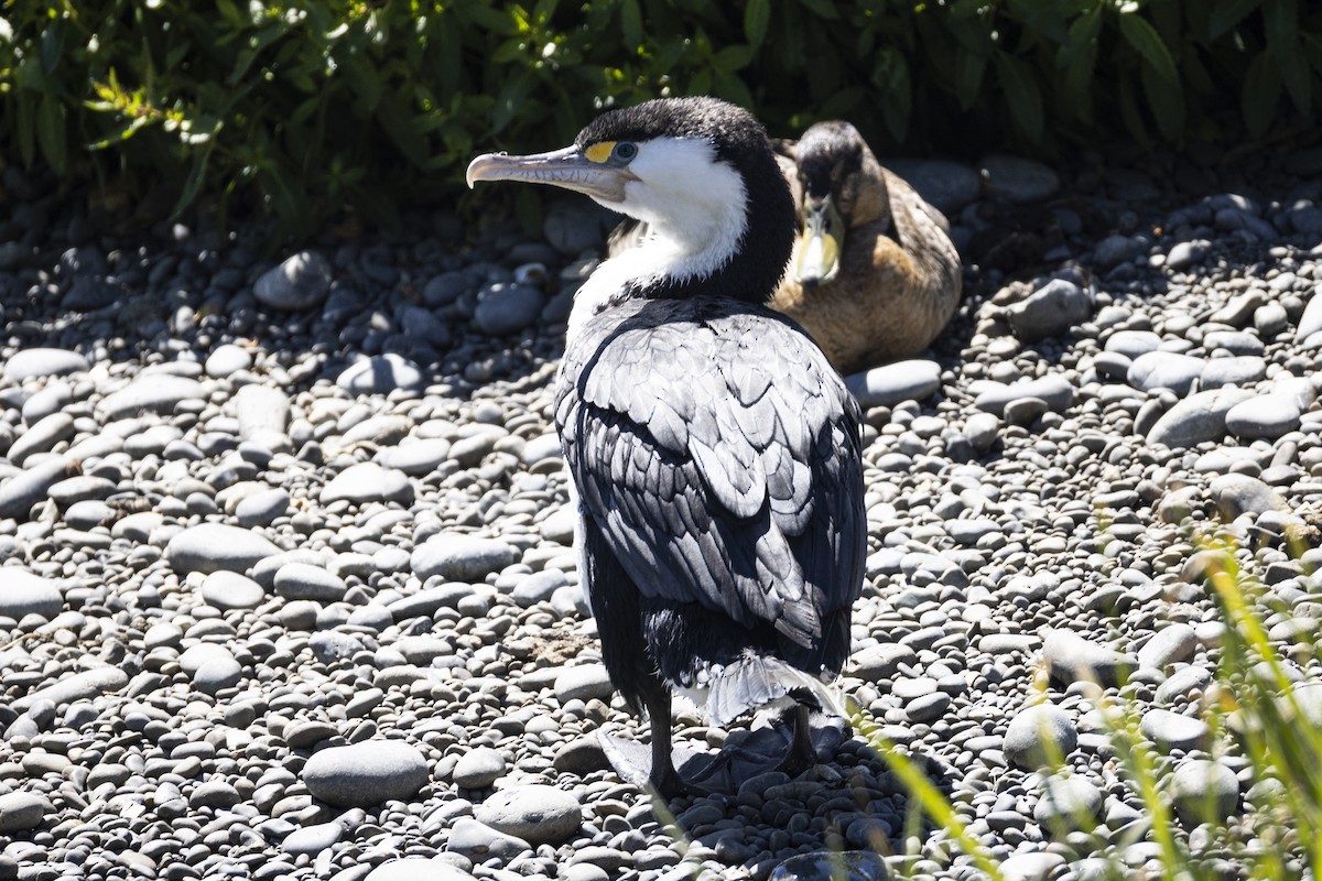 Pied Cormorant - ML625938394