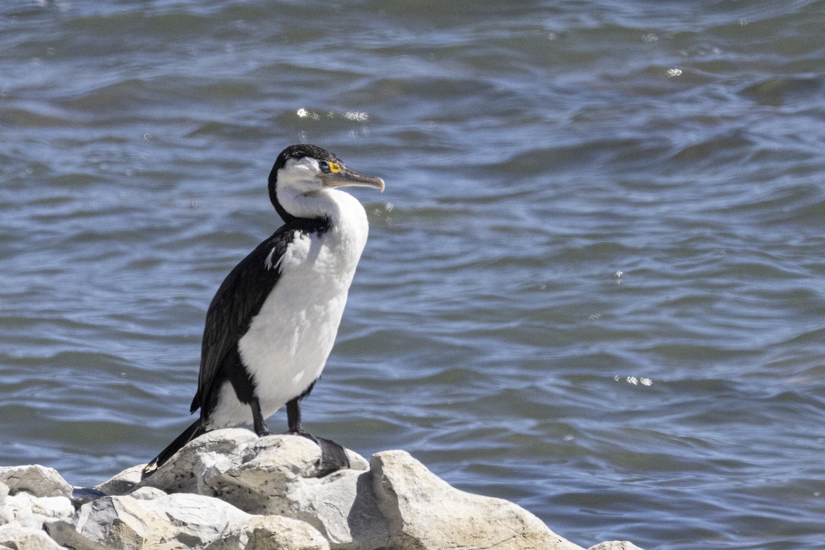 Pied Cormorant - ML625938395