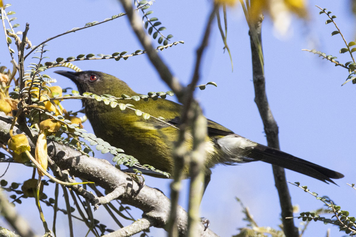 New Zealand Bellbird - ML625938408