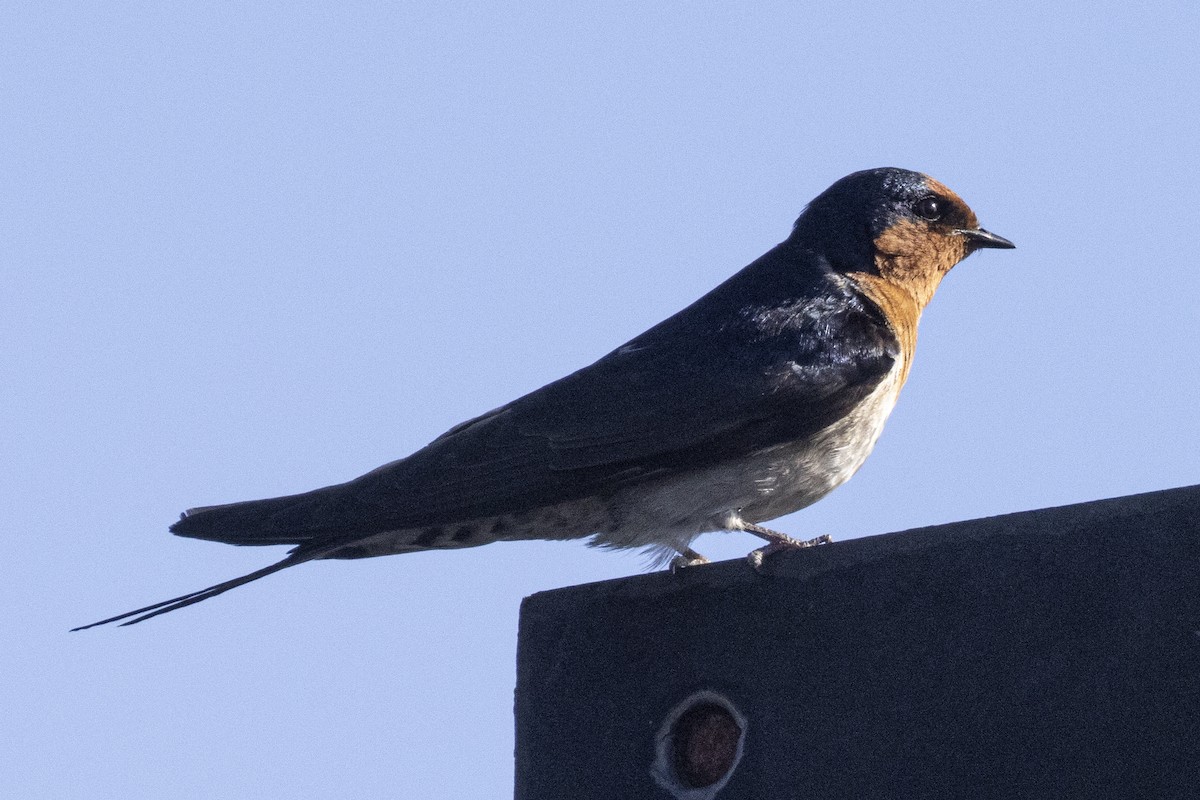 Welcome Swallow - ML625938415