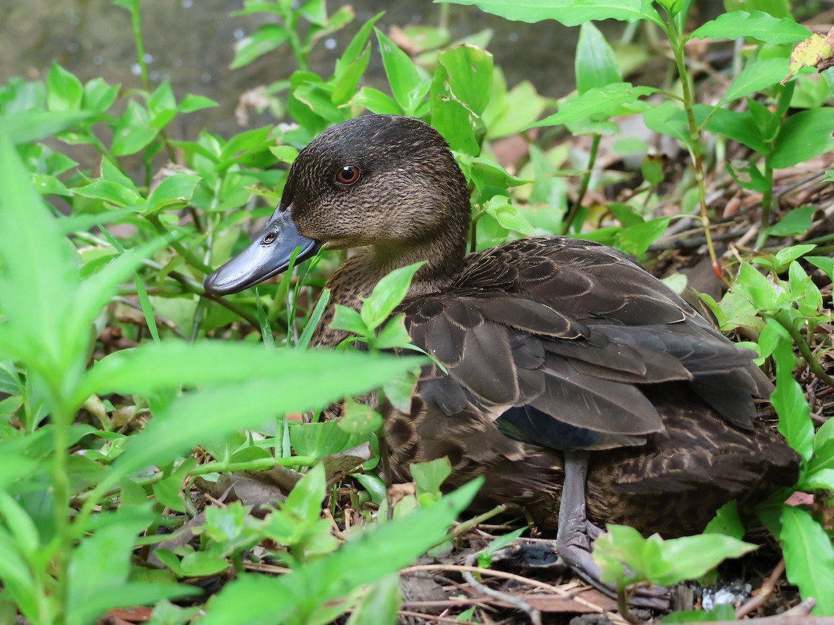 Chestnut Teal - ML625938420